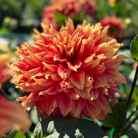 Dahlia Maximus Svenskodlad