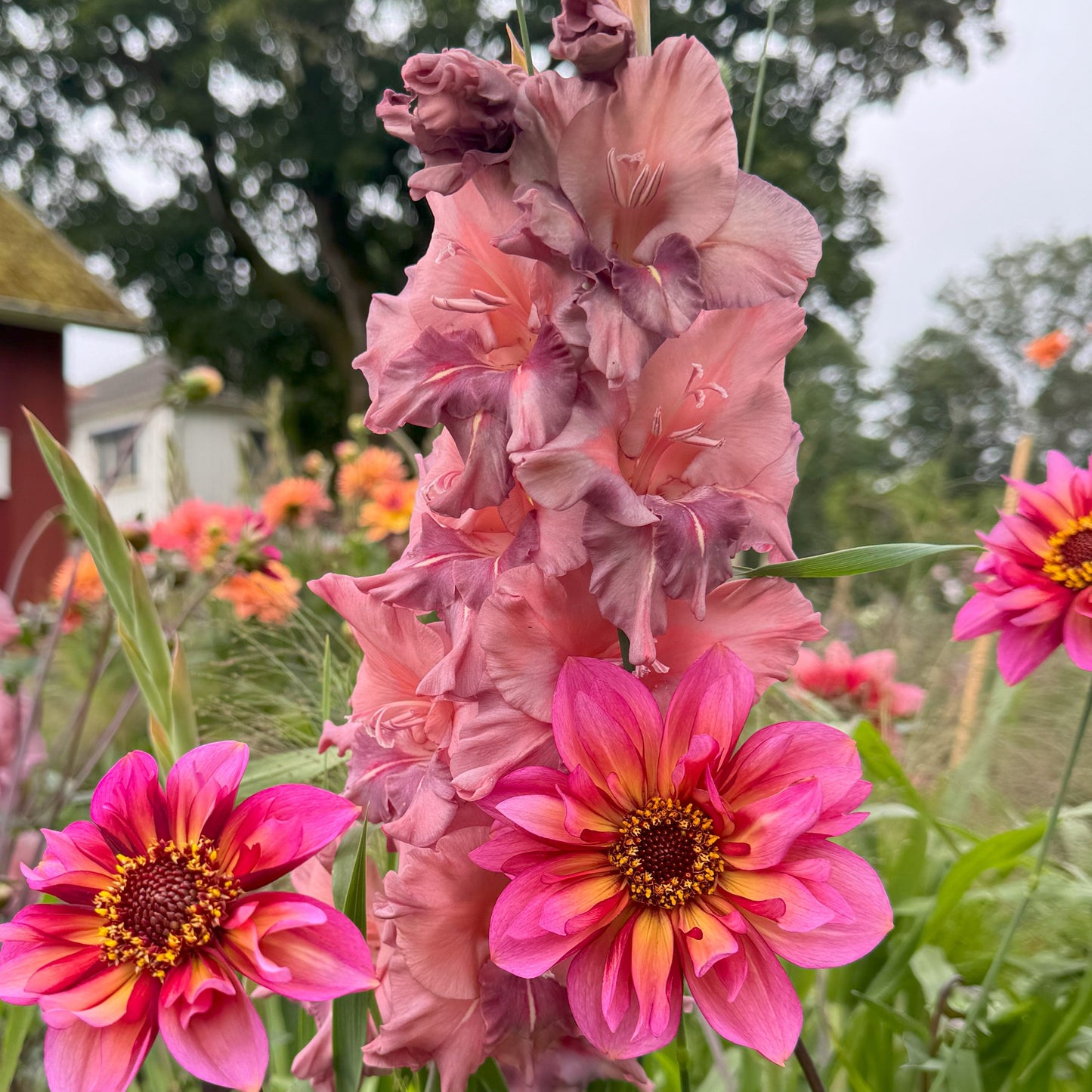 Dahlia 2 kvadrat Djup kärlek
