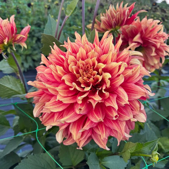 Dahlia Maximus Svenskodlad