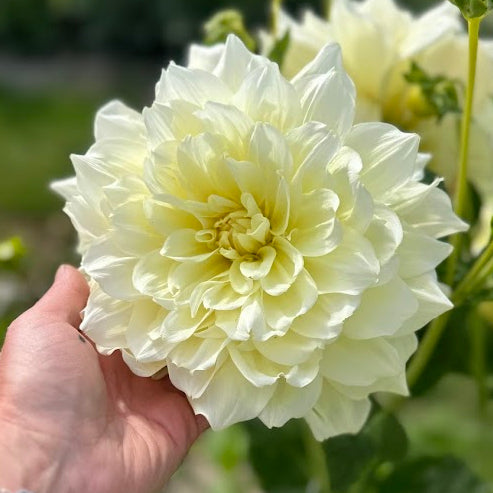Dahlia Ice Breaker