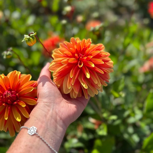 Dahlia Japolu Nyhet!