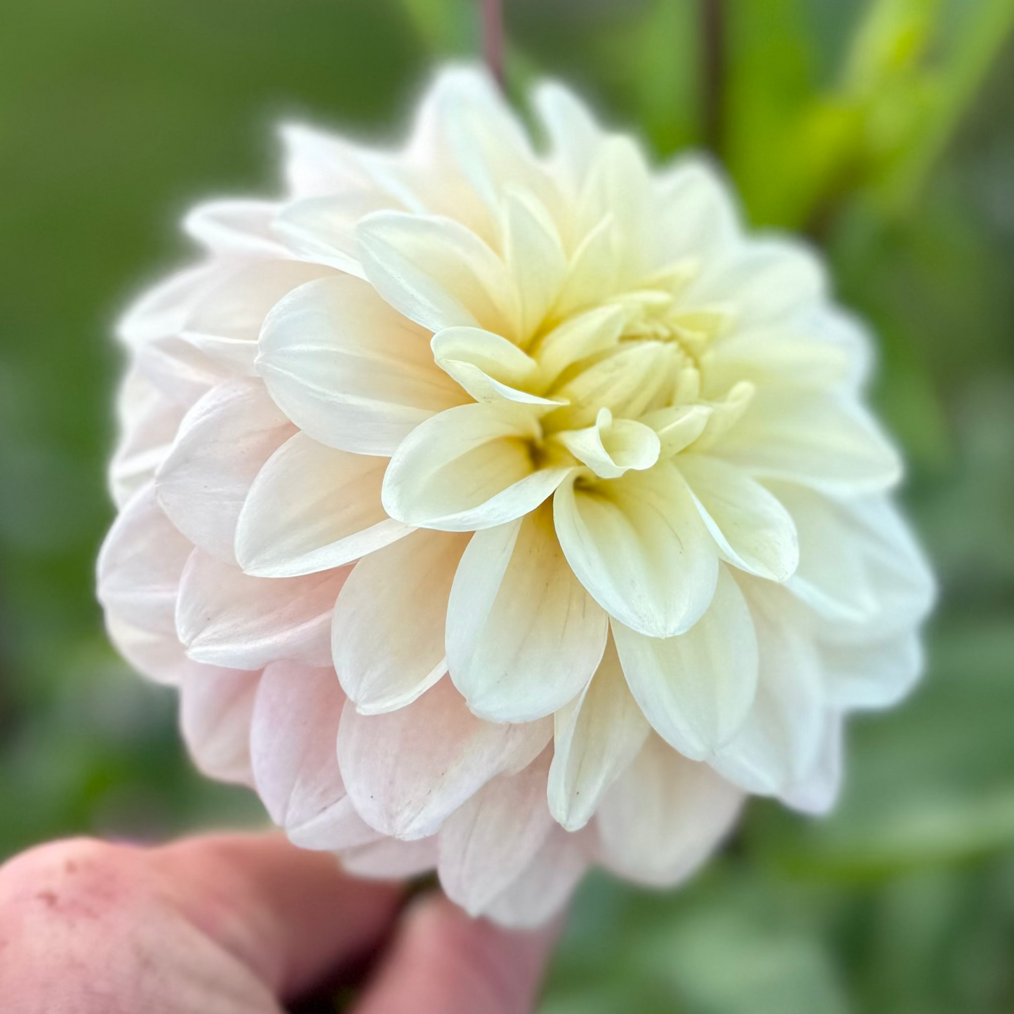 Dahlia White Cream Nyhet!