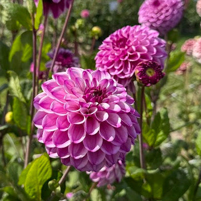 Dahlia Columbus