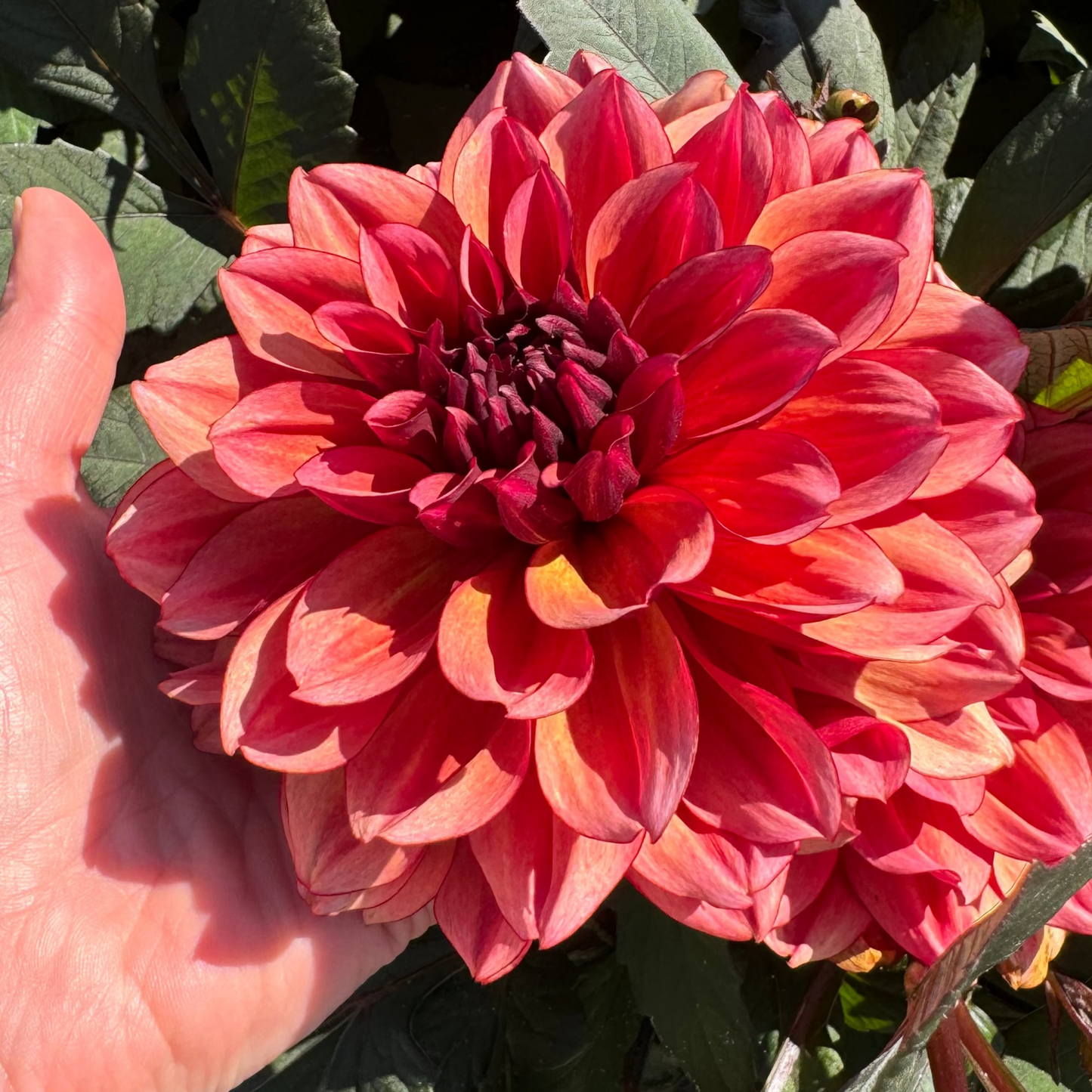 Dahlia Invitation Nyhet!