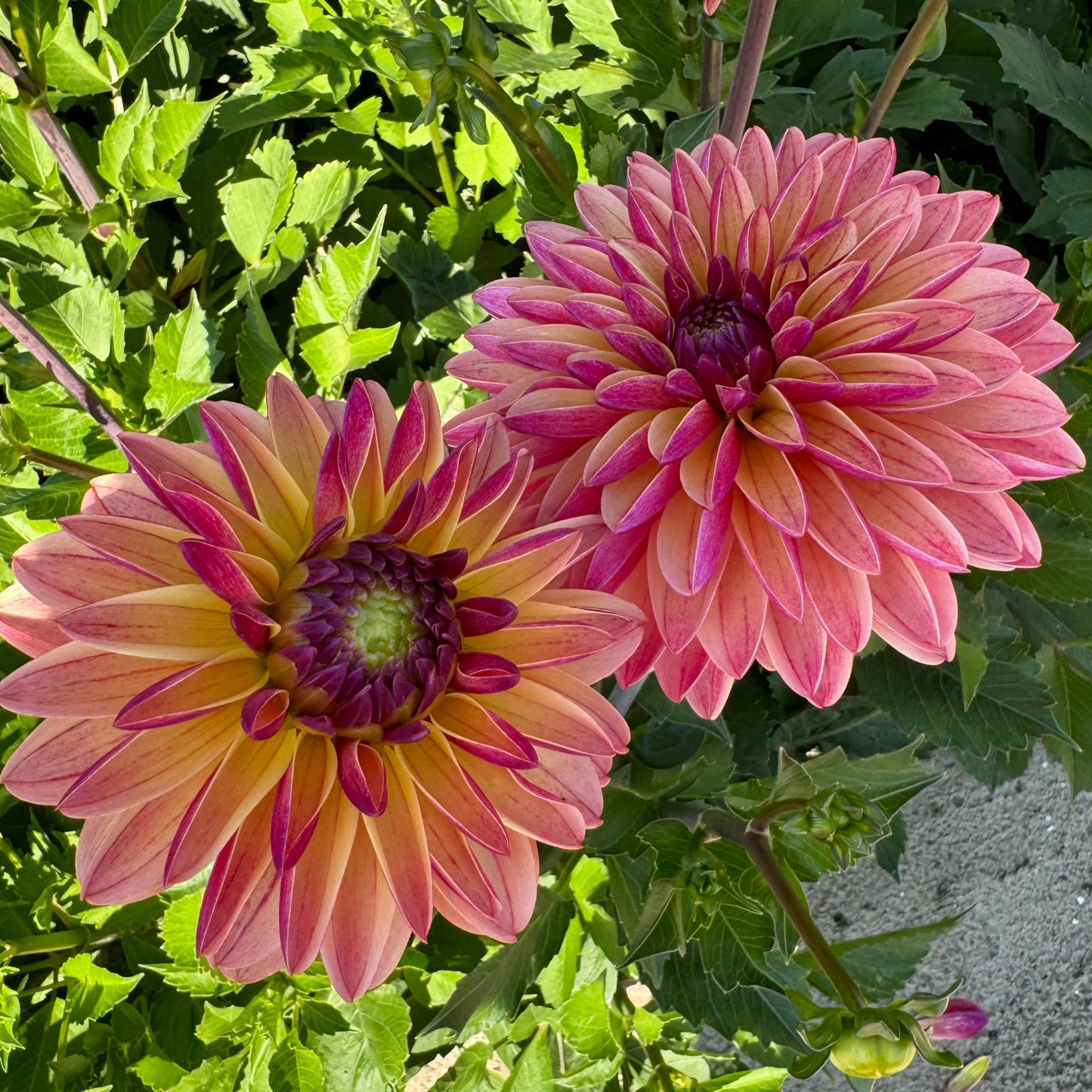 Dahlia Madame Antoinette Nyhet!