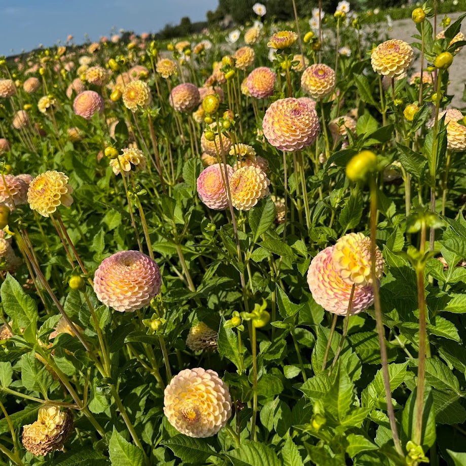 Dahlia Hapet Combo Nyhet!