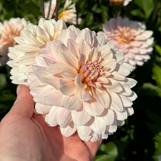 Dahlia Glossy Olivia (Annika) Nyhet!