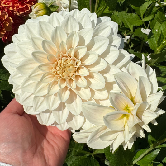Dahlia Glossy Carlita Nyhet!