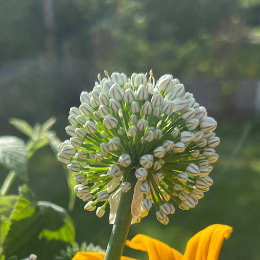 Allium Ping Pong Bollök 10 st