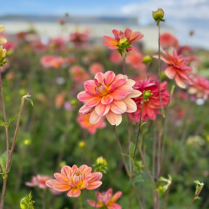 Dahlia Morning Glory