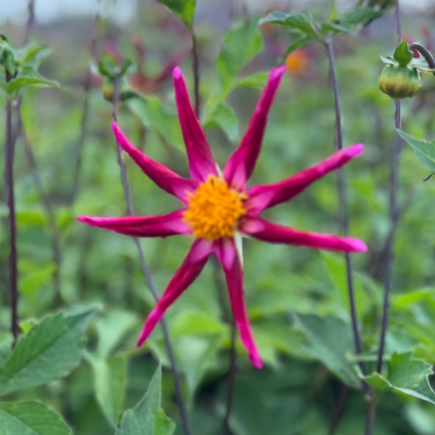 Dahlia Honka Vino