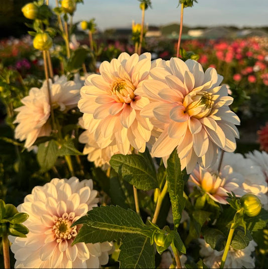 Dahlia Christo Svenskodlad