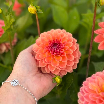 Dahlia Orange Breeze