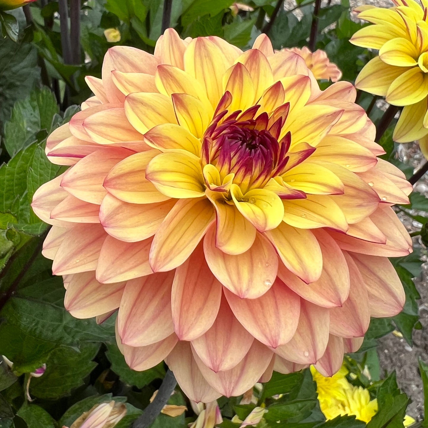 Dahlia Dear Alexander