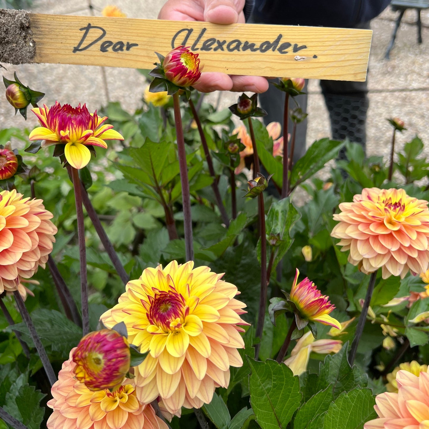 Dahlia Dear Alexander