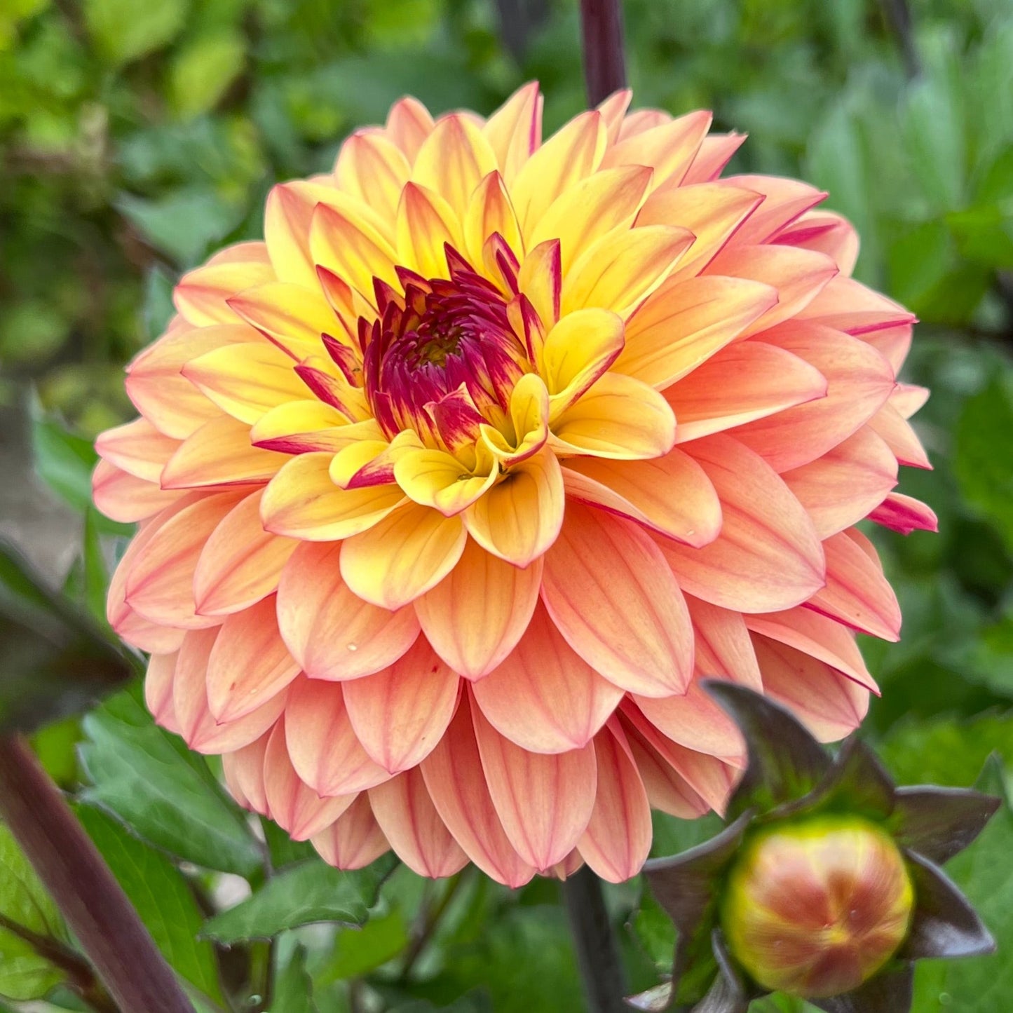 Dahlia Dear Alexander