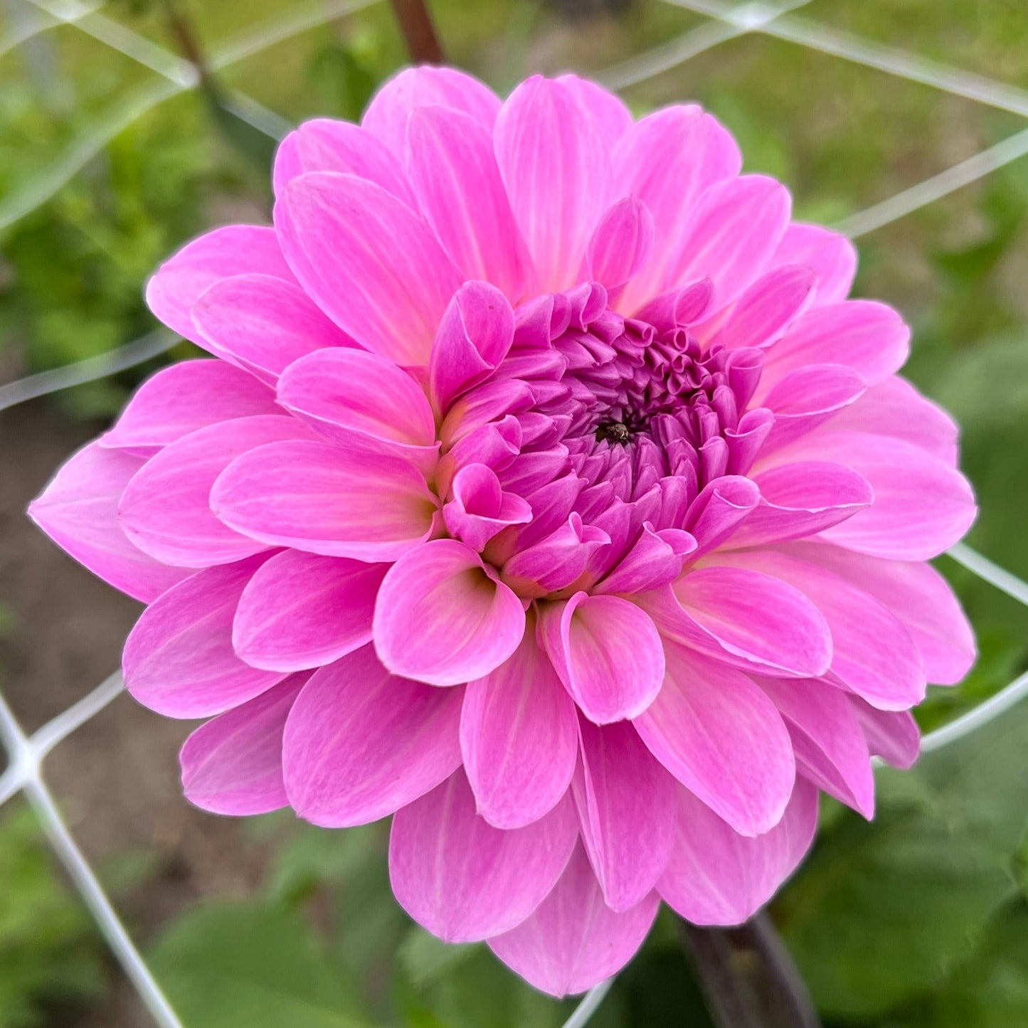 Dahlia Bazuin Lavender