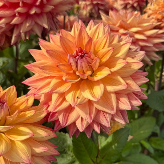 Dahlia Axplock av linnfavvisar 10st