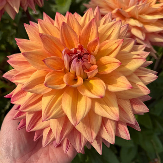 Dahlia Hakuna Matata Nyhet! Exclusive!