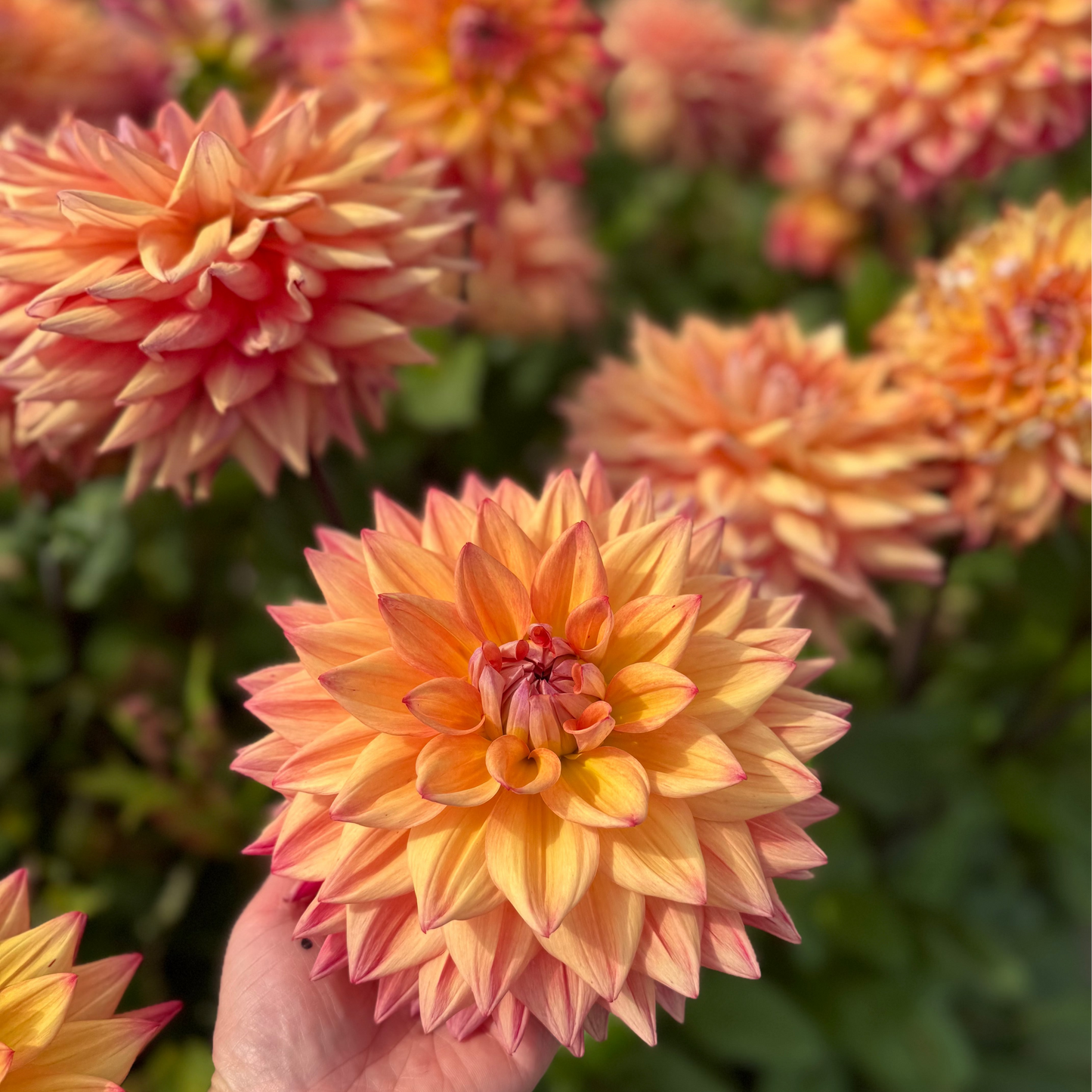 Dahlia Hakuna Matata Nyhet! Exclusive!