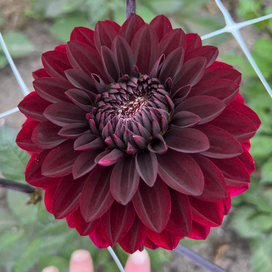 Dahlia Dark Destiny
