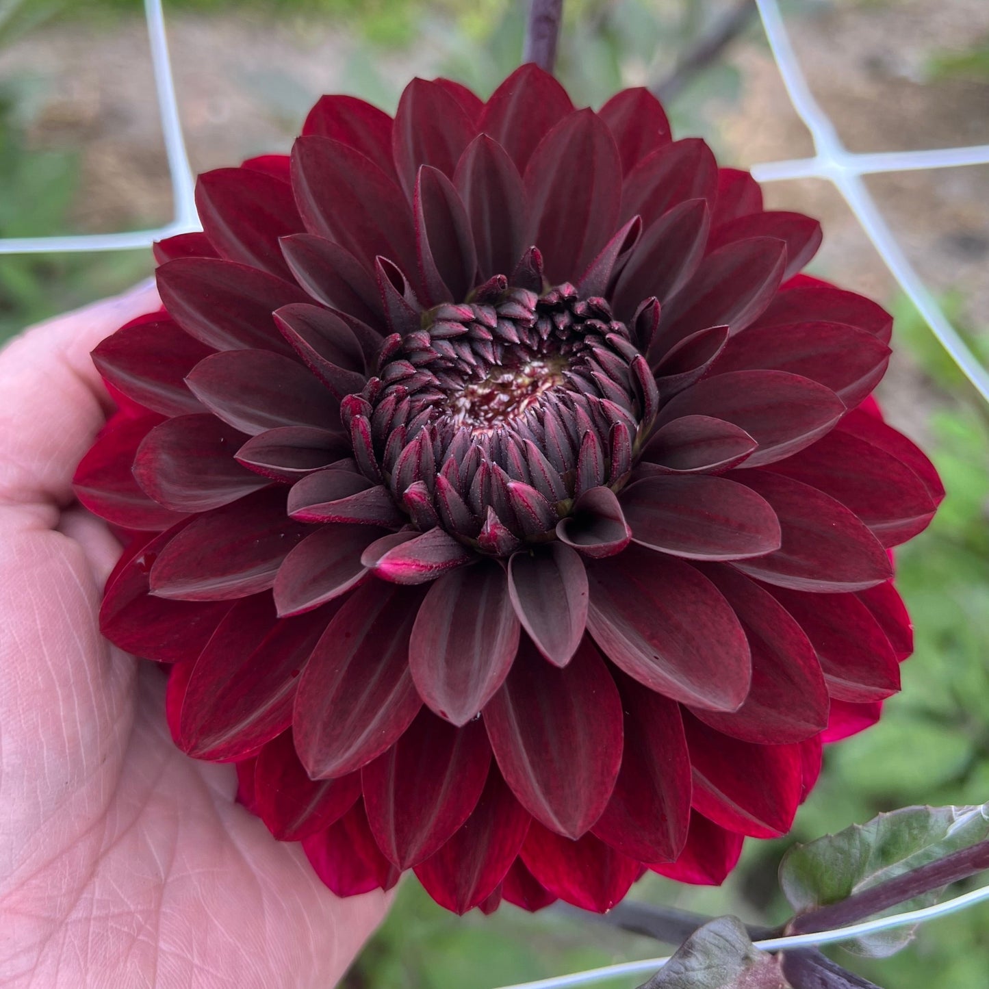 Dahlia Dark Destiny