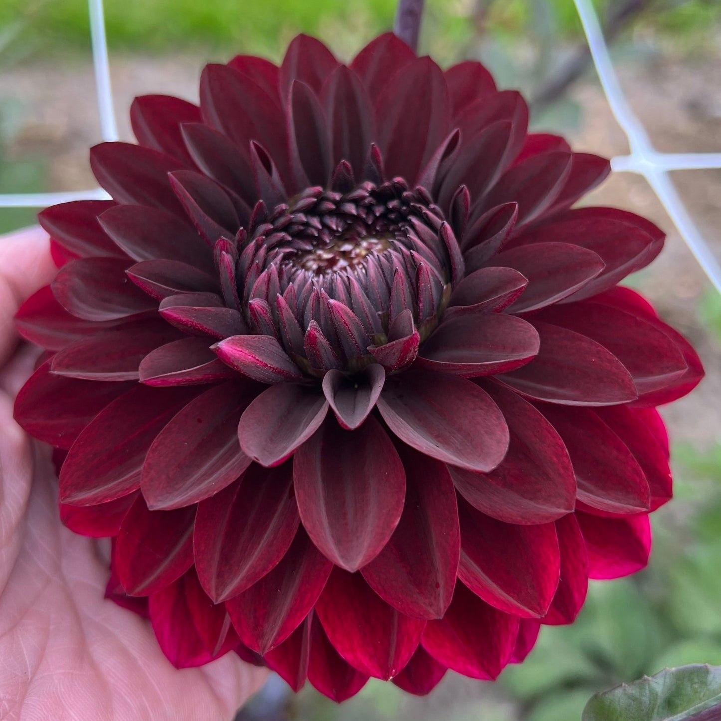 Dahlia Dark Destiny