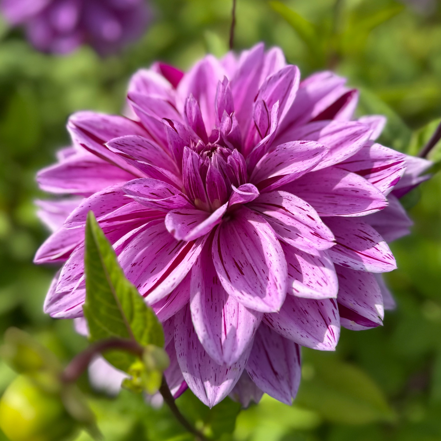 Dahlia Nikola Tesla Nyhet!