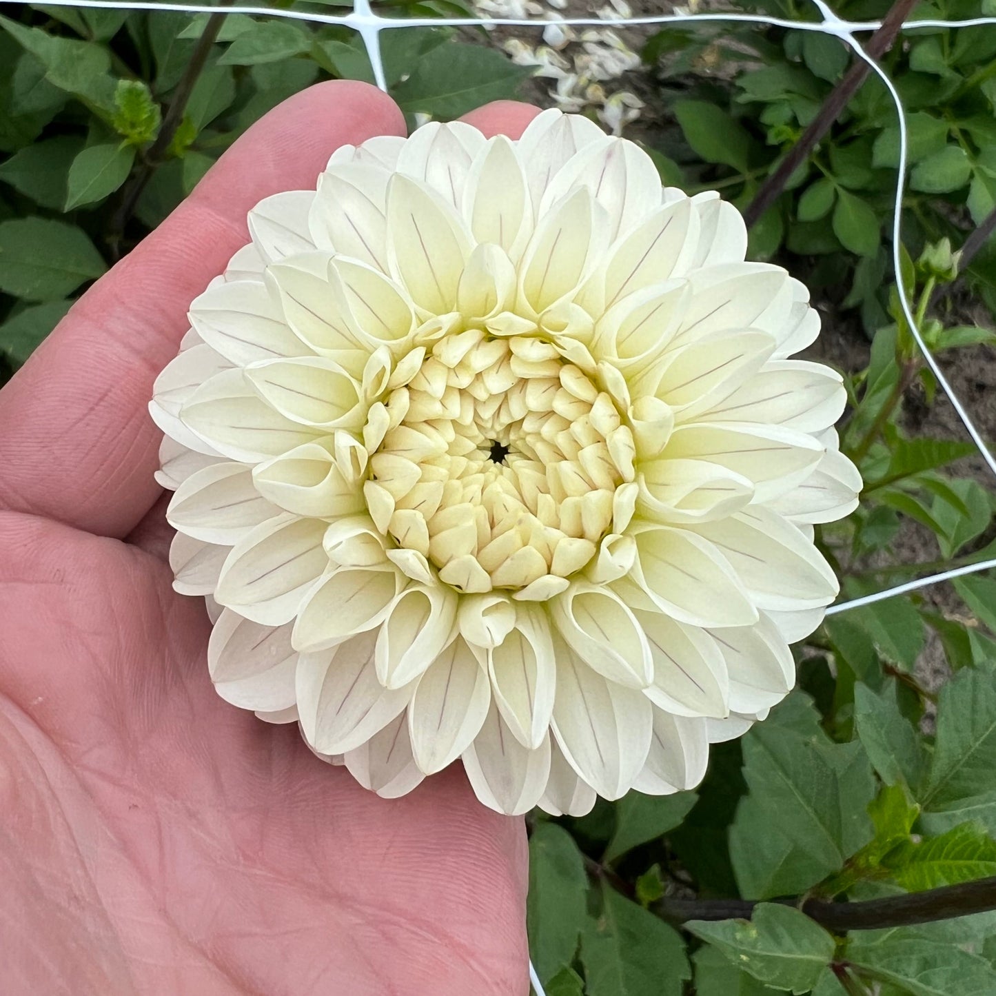 Dahlia Bazuin Snow Owl