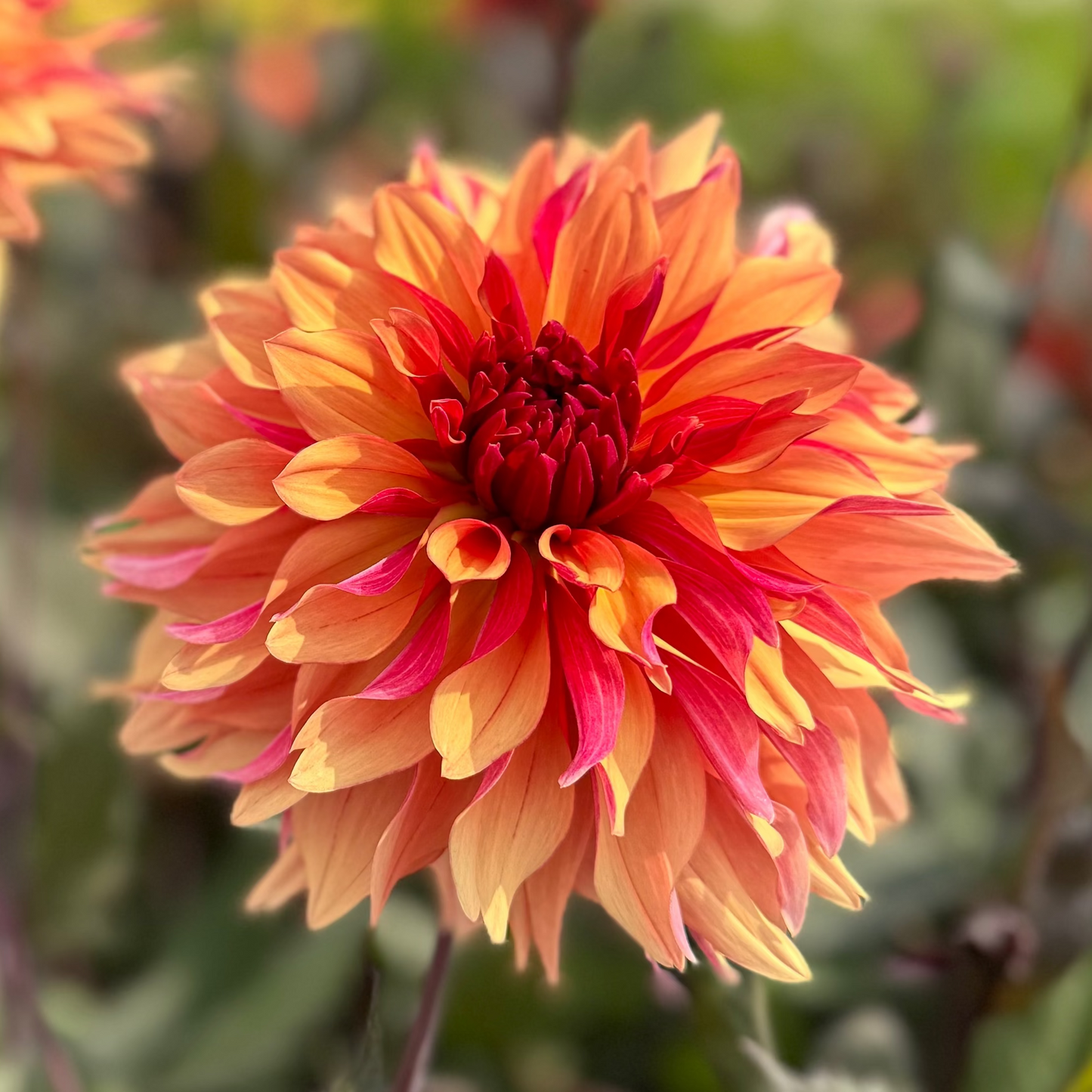 Dahlia Dorito Nyhet!