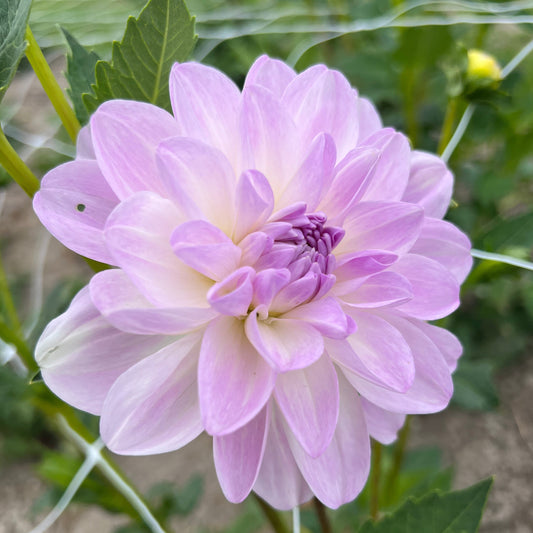 Dahlia Porcelain