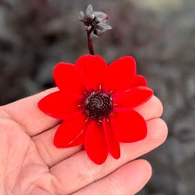 Dahlia Pulp Fiction®