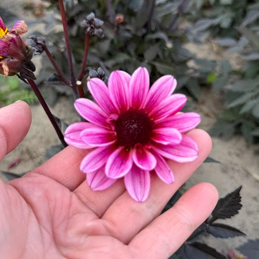 Dahlia Pretty Woman® Nyhet!