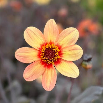 Dahlia Pollinerarnas eldiga favvoblandning 5st