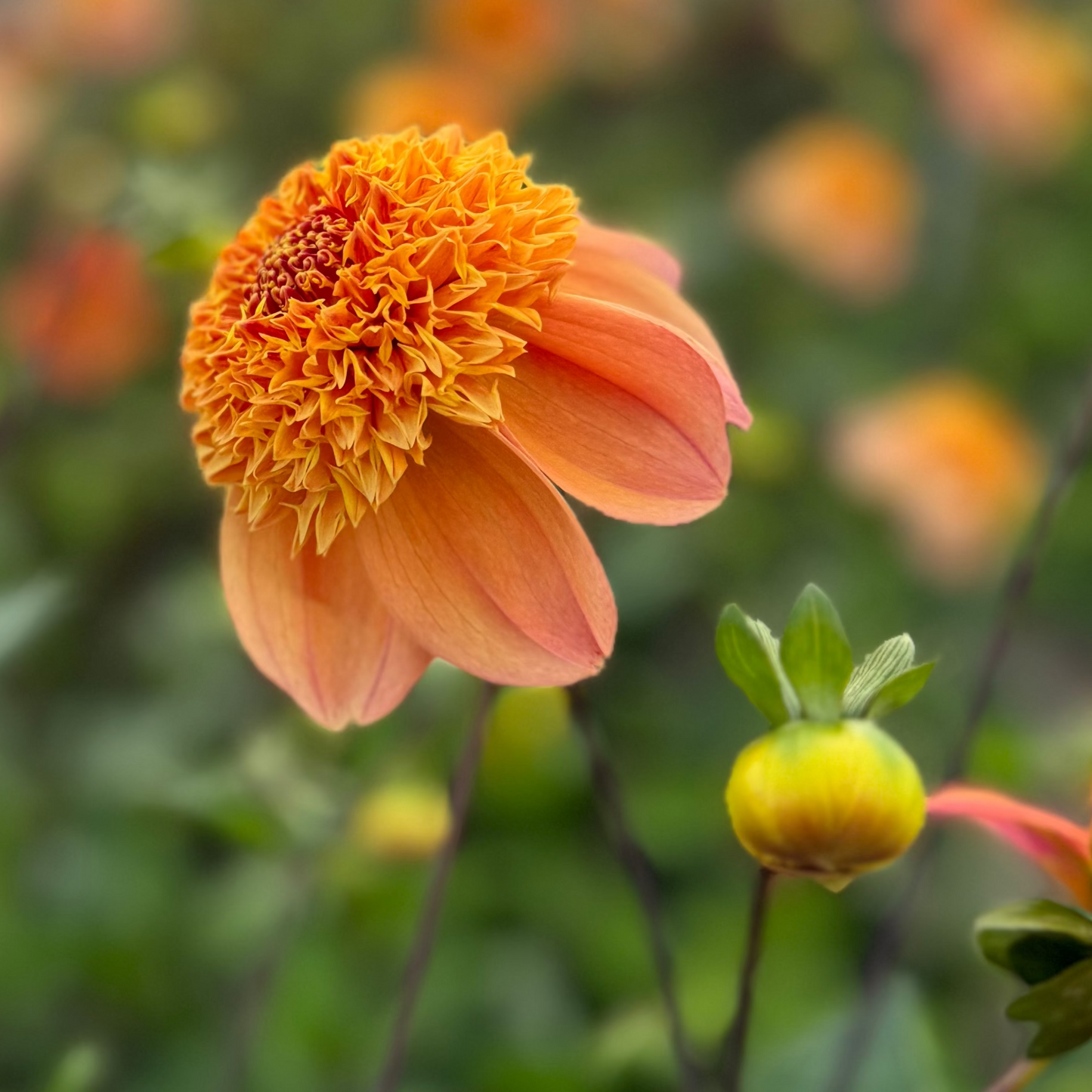 Dahlia Sandia Brocade Nyhet!