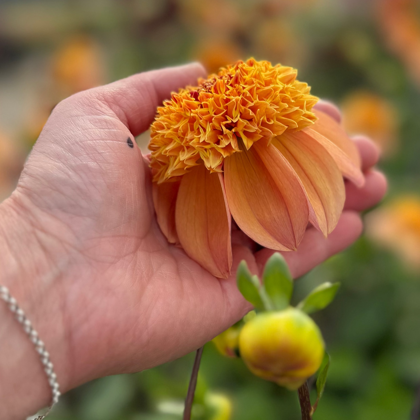 Dahlia Sandia Brocade Nyhet!