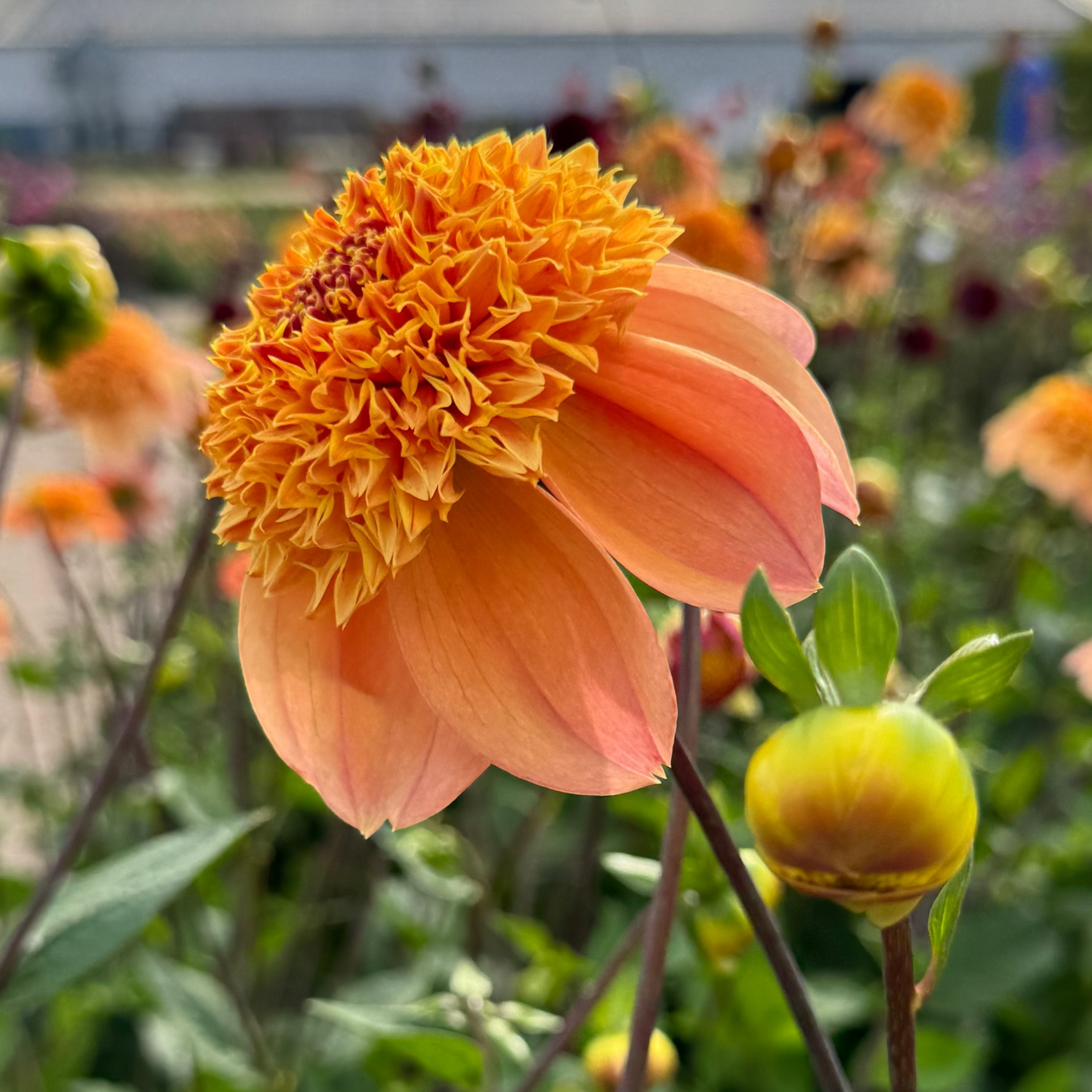 Dahlia Sandia Brocade Nyhet!