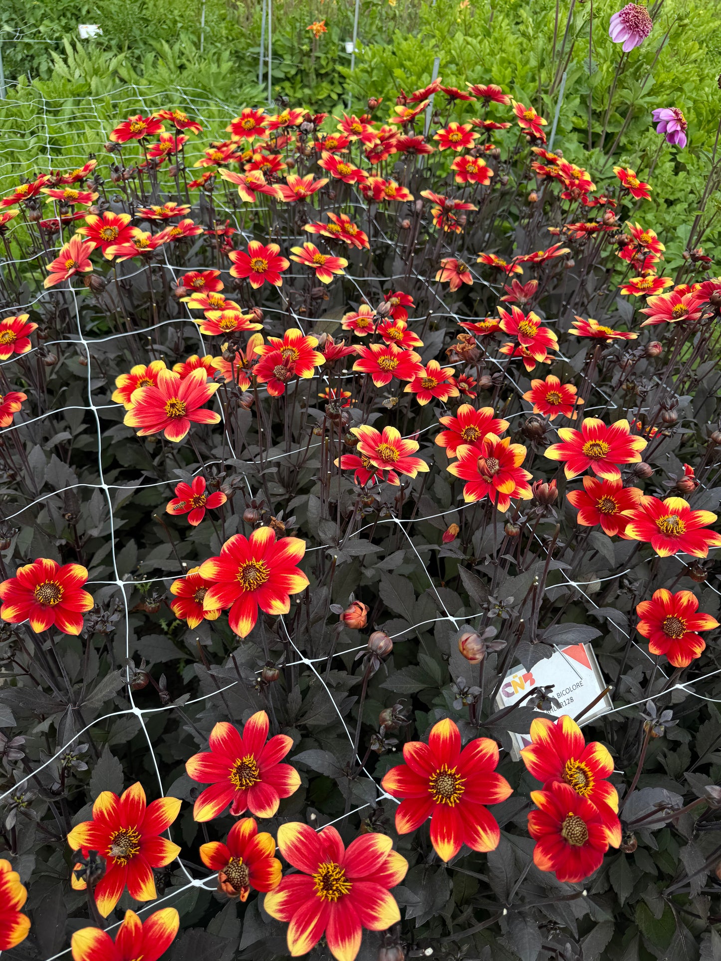 Dahlia Dahlegria Bicolor Nyhet!