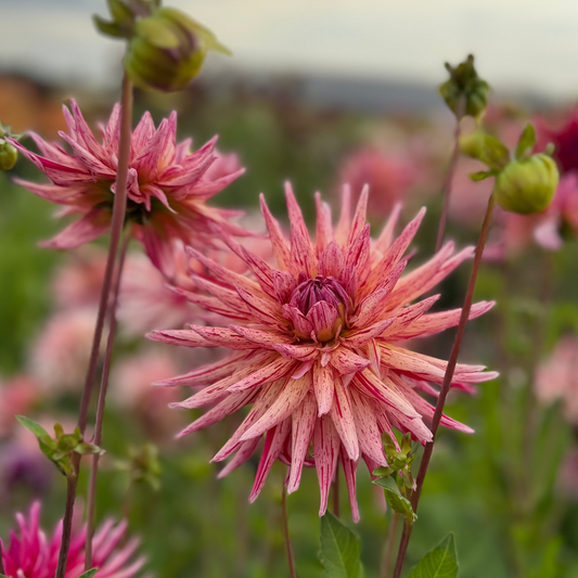 Dahlia Alain Mimoun Nyhet!