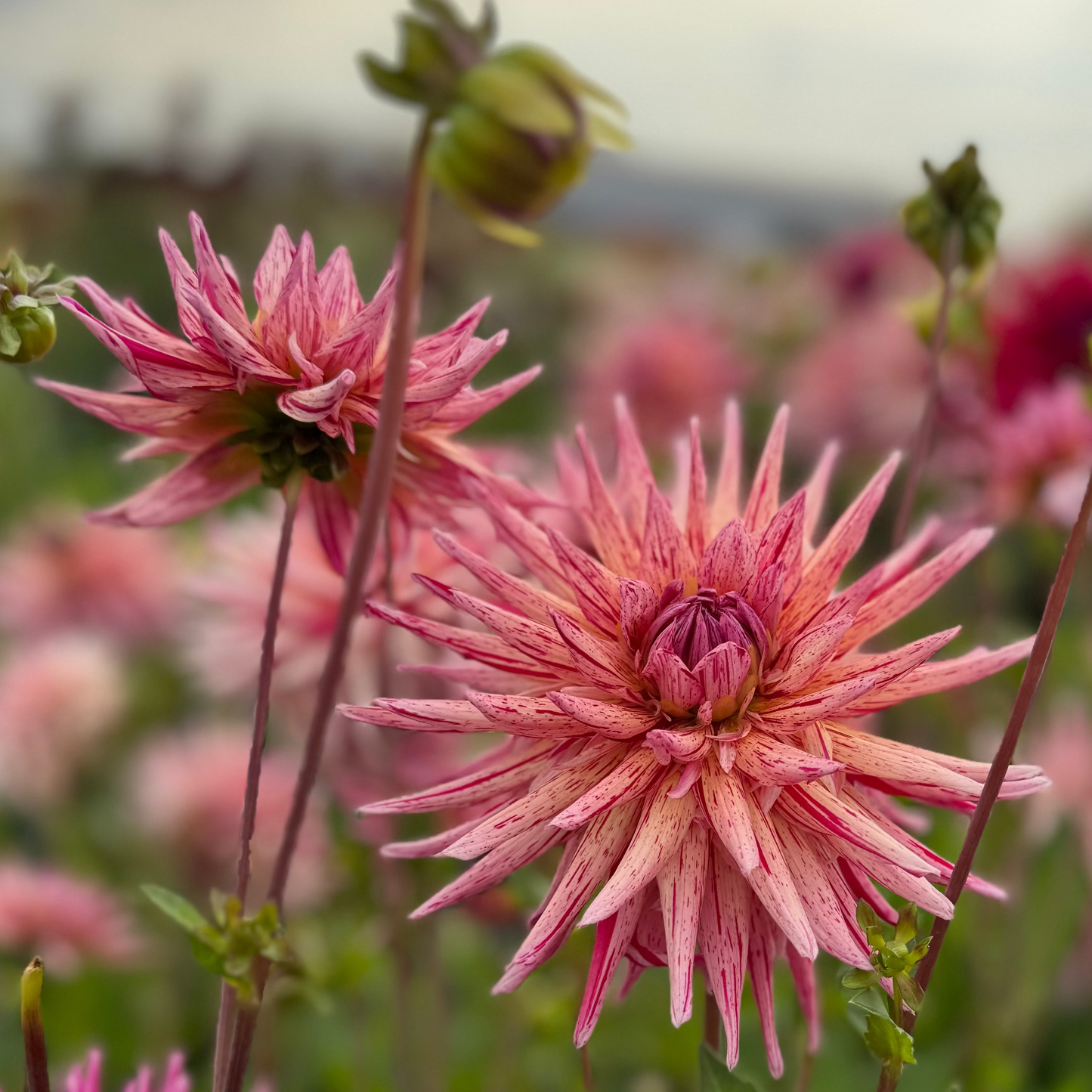 Dahlia Alain Mimoun Nyhet!