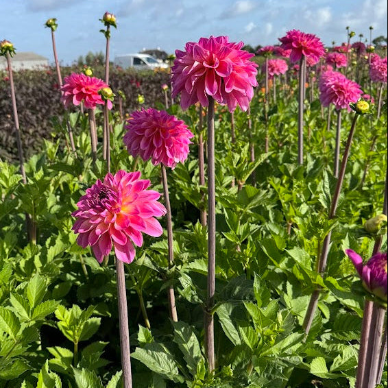 Dahlia Big Jump LB-142