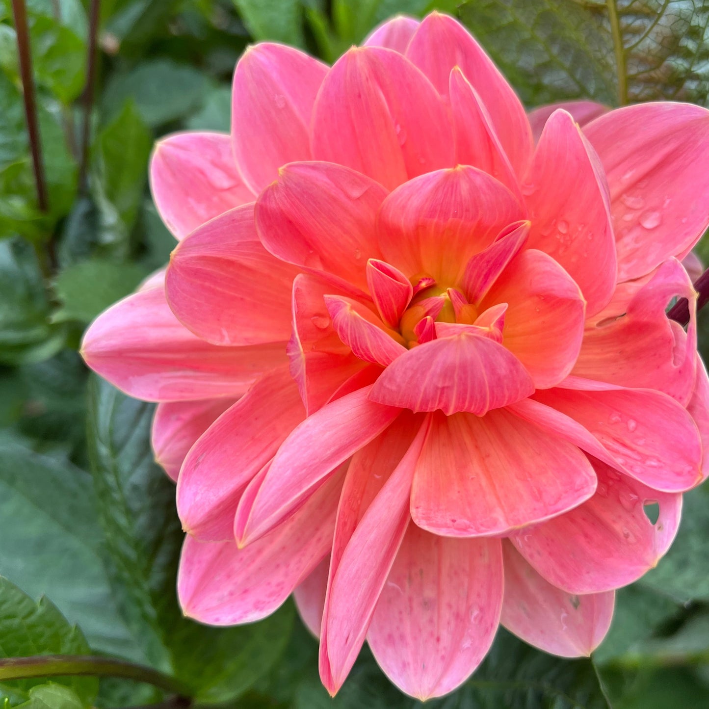 Dahlia Mister Frans