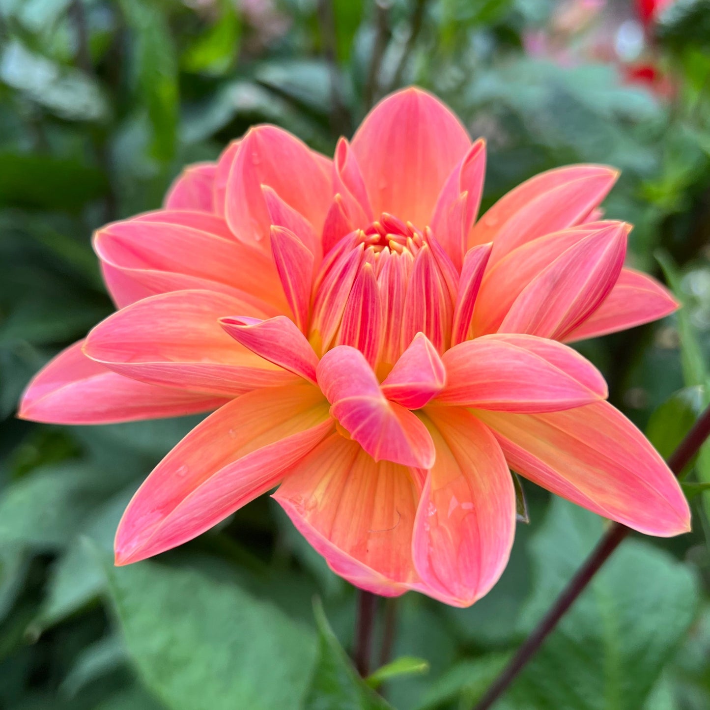 Dahlia Mister Frans