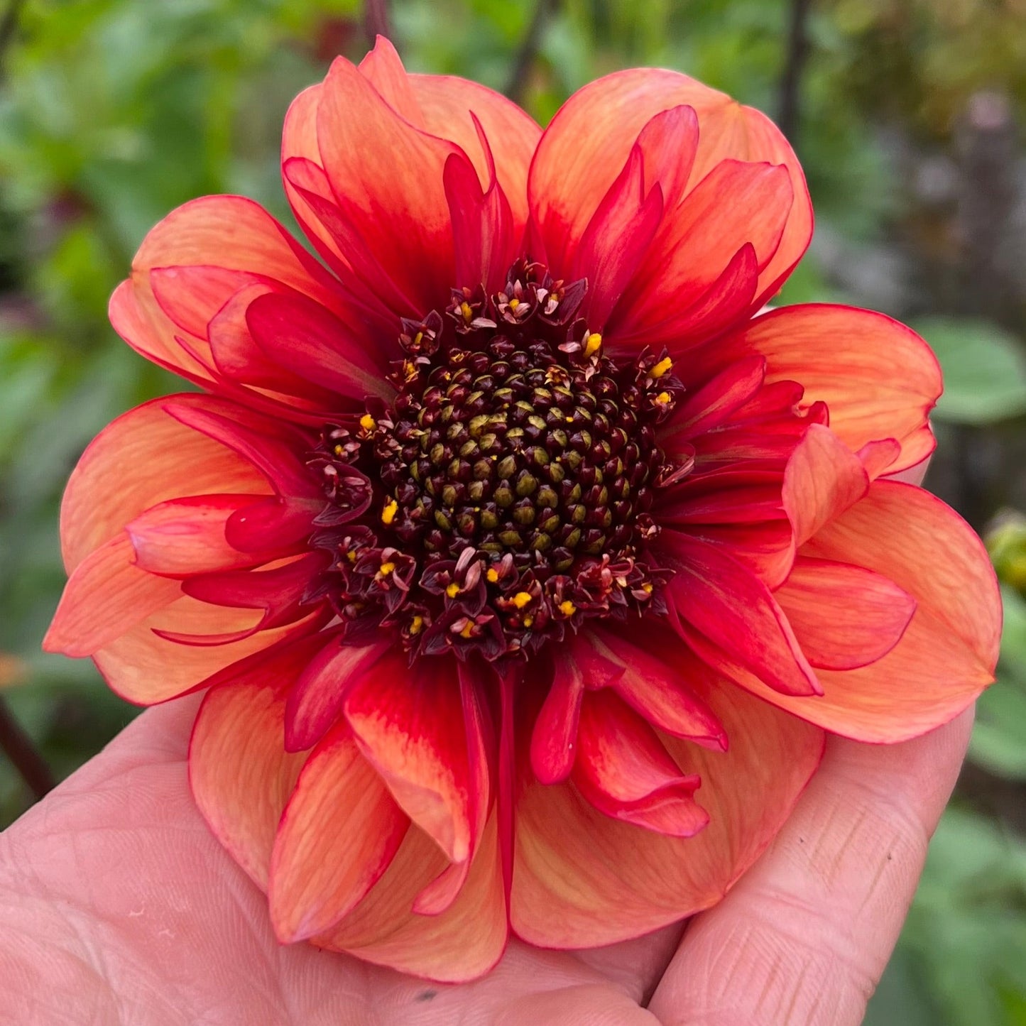 Dahlia Sarah Raven Utgår!