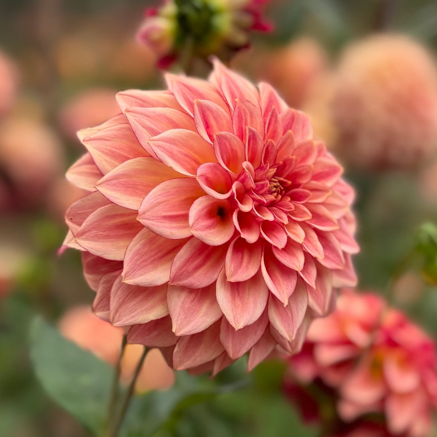 Dahlia KA's Mocha Katie™ Nyhet!