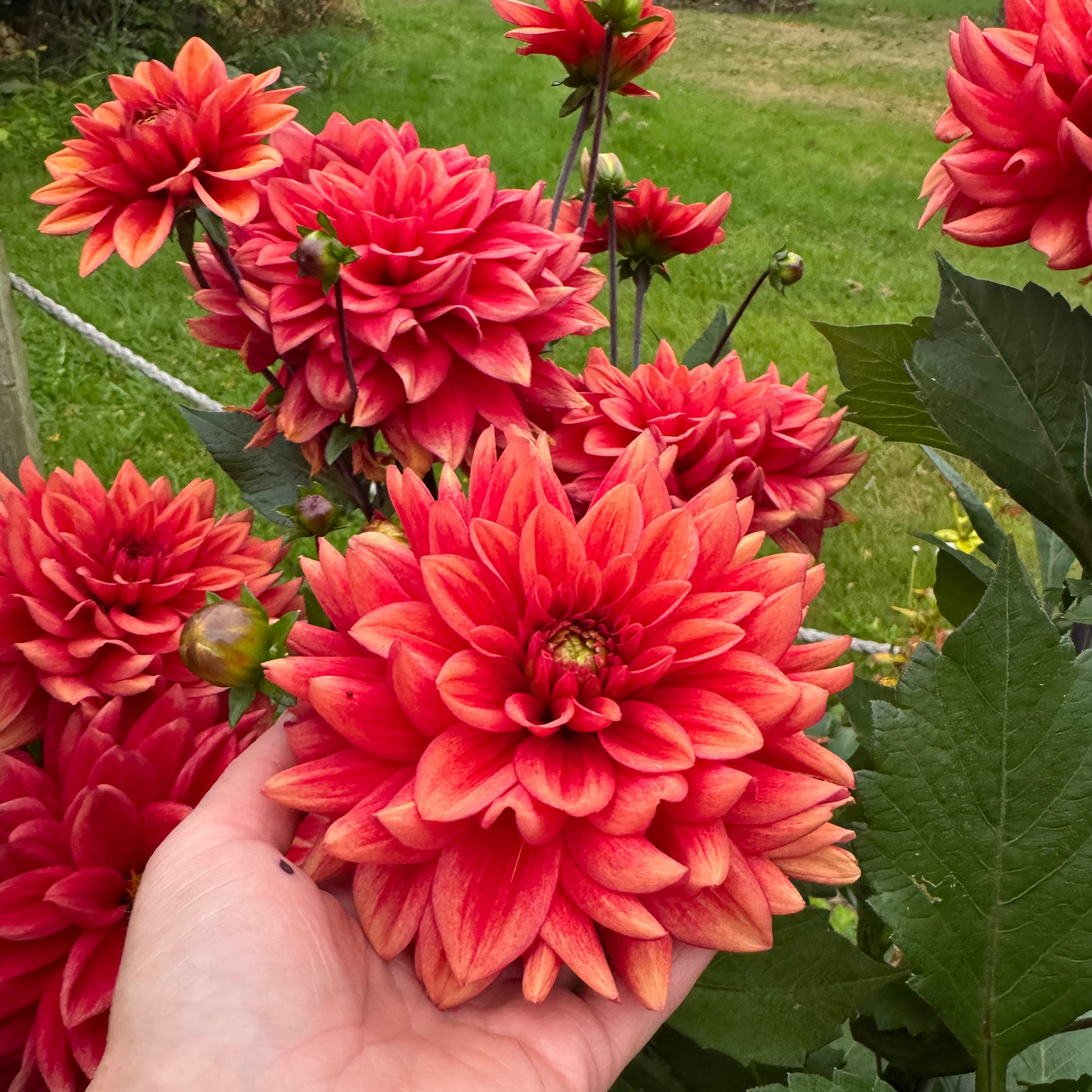 Dahlia Soft Red Nyhet!