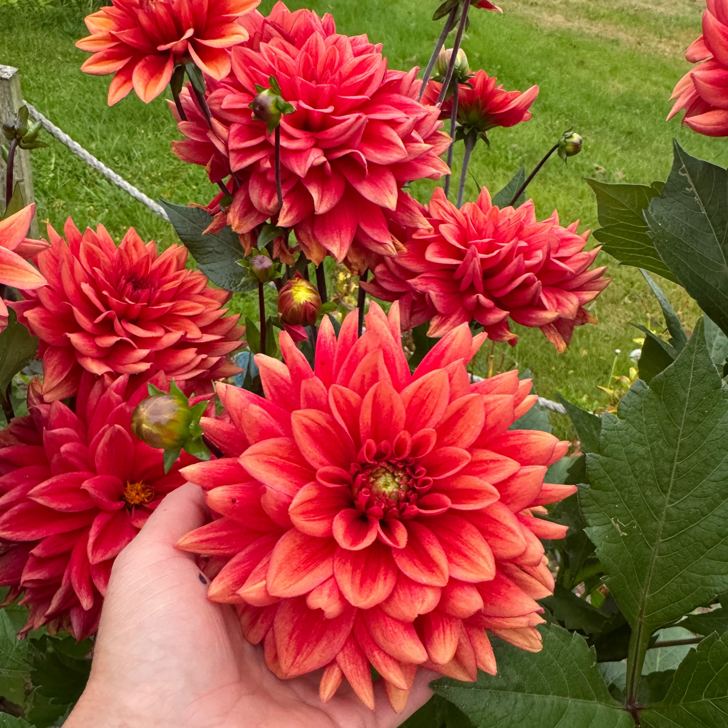 Dahlia Soft Red LB-015