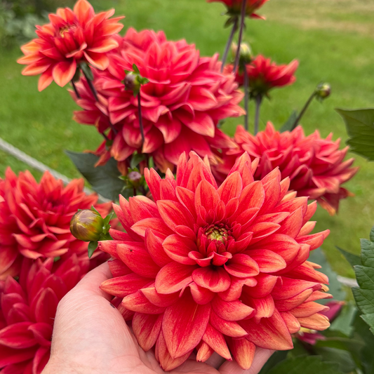 Dahlia Soft Red Svenskodlad