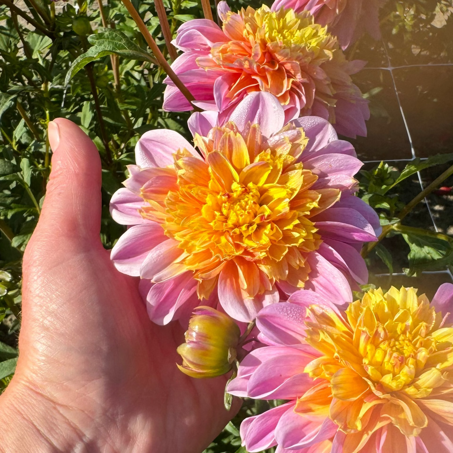 Dahlia Life Style Nyhet!