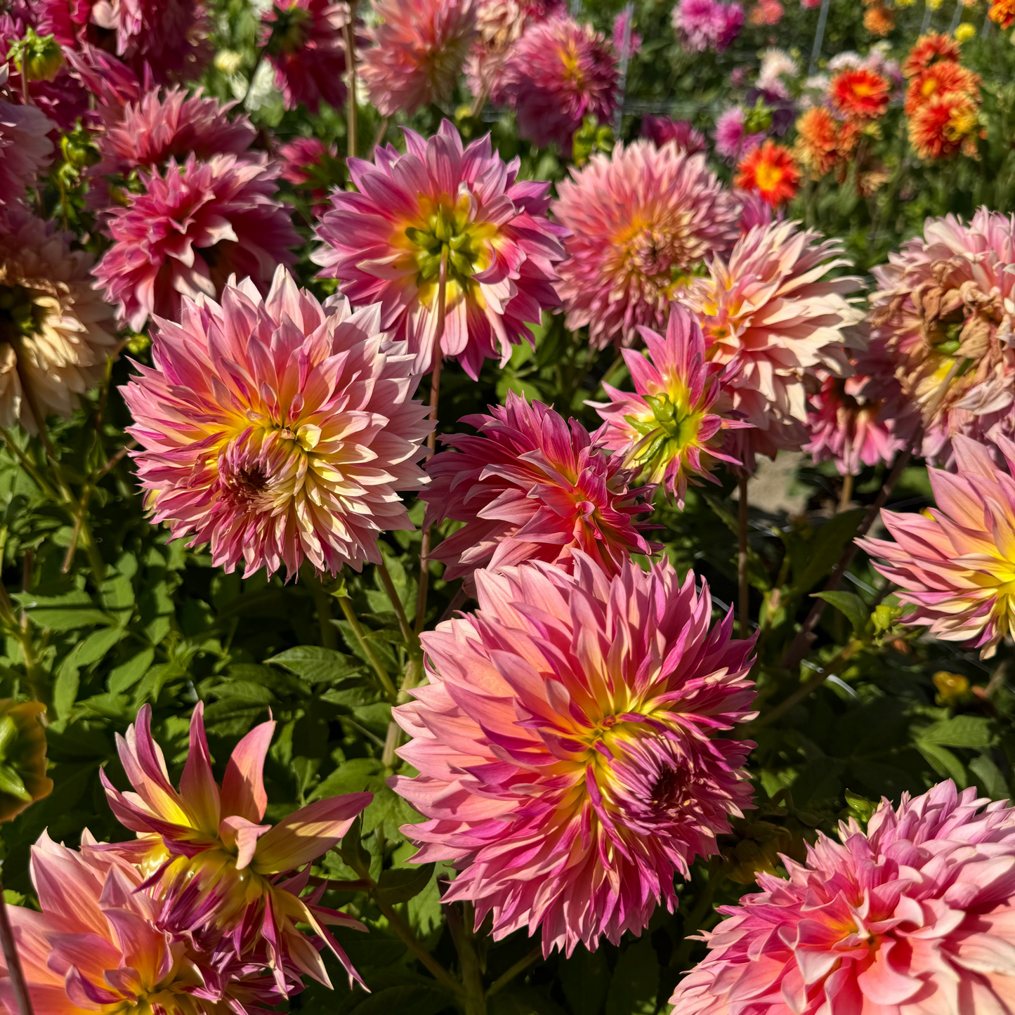 Dahlia Tom Pouce Nyhet!